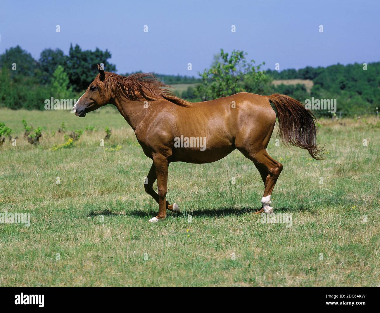 ANGLO ARAB HORSE, ADULT STANDING IN MEADOW Stock Photo Alamy