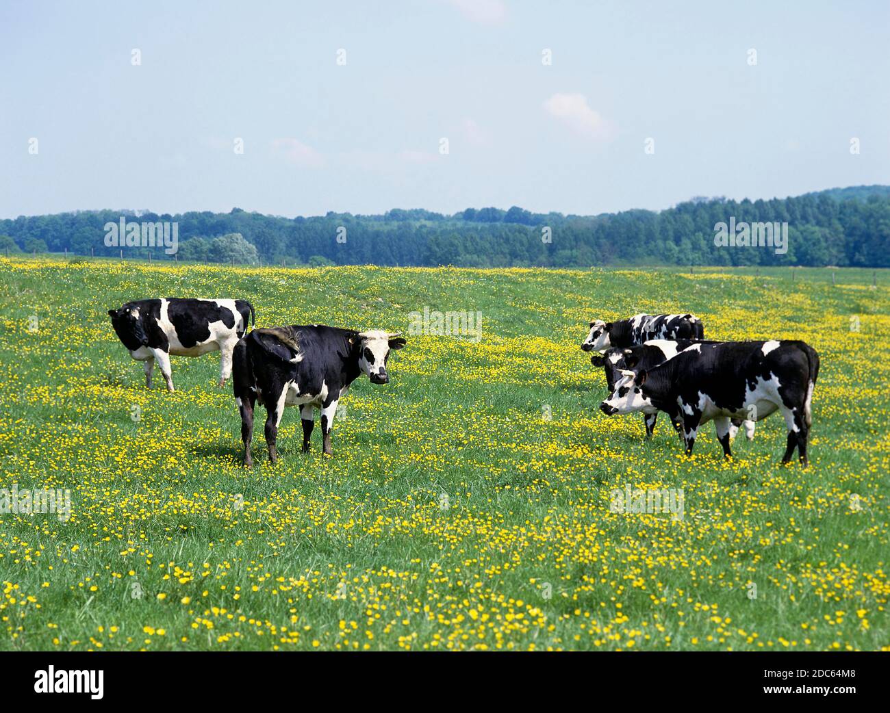 Herd cattle standing on hi-res stock photography and images - Alamy