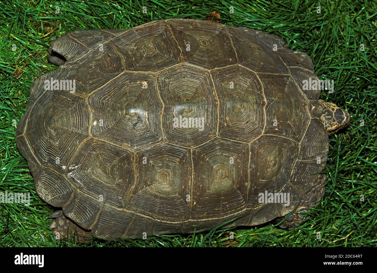 TORTOISE, TO VIEW OF CARAPACE Stock Photo
