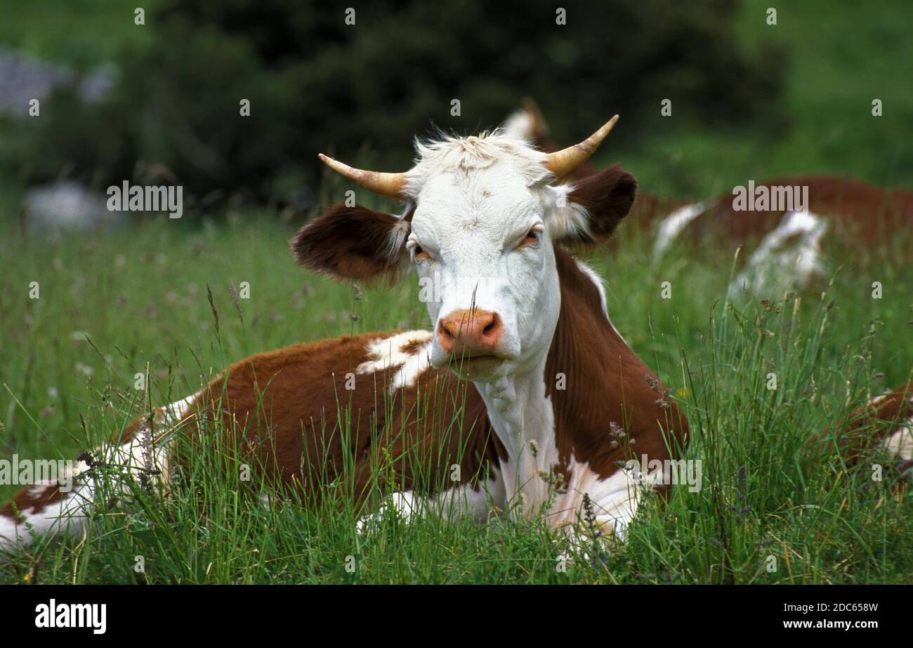 Retared Cows Resting cattle hi-res stock photography and images - Alamy