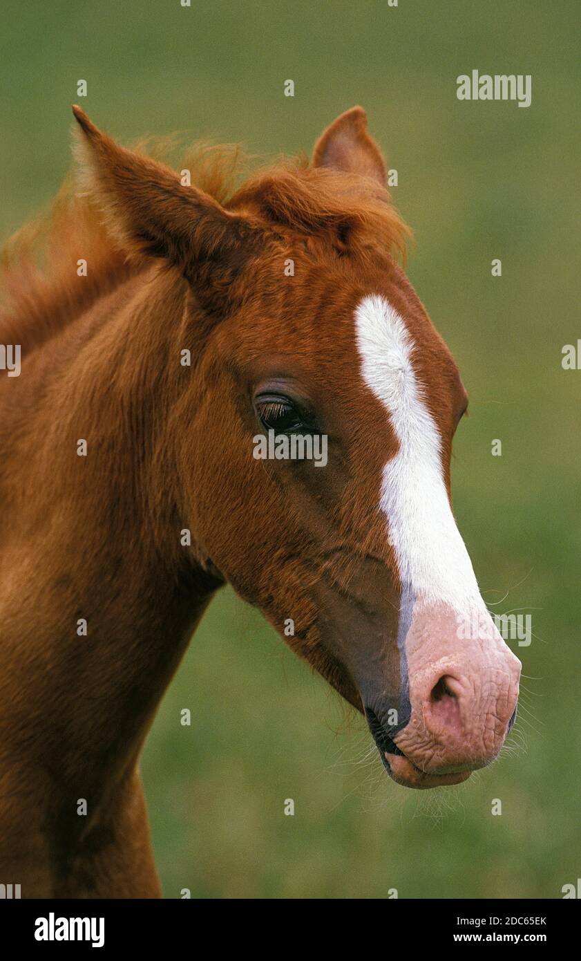 ANGLO ARAB HORSE, PORTRAIT OF FOAL Stock Photo Alamy