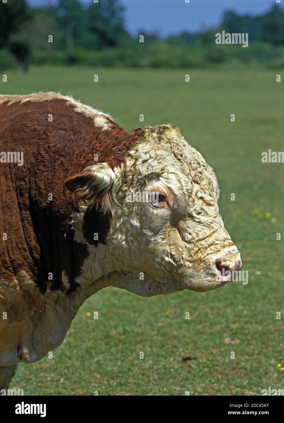 HEREFORD CATTLE, PORTRAIT OF BULL Stock Photo - Alamy