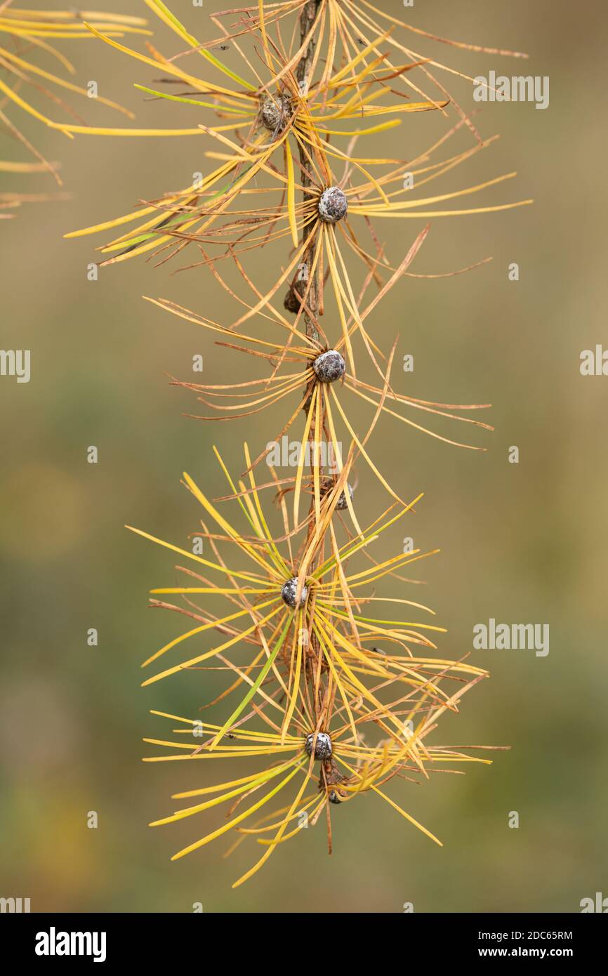European larch (Larix decidua) tree during autumn, fall, November, showing needles turning yellow Stock Photo