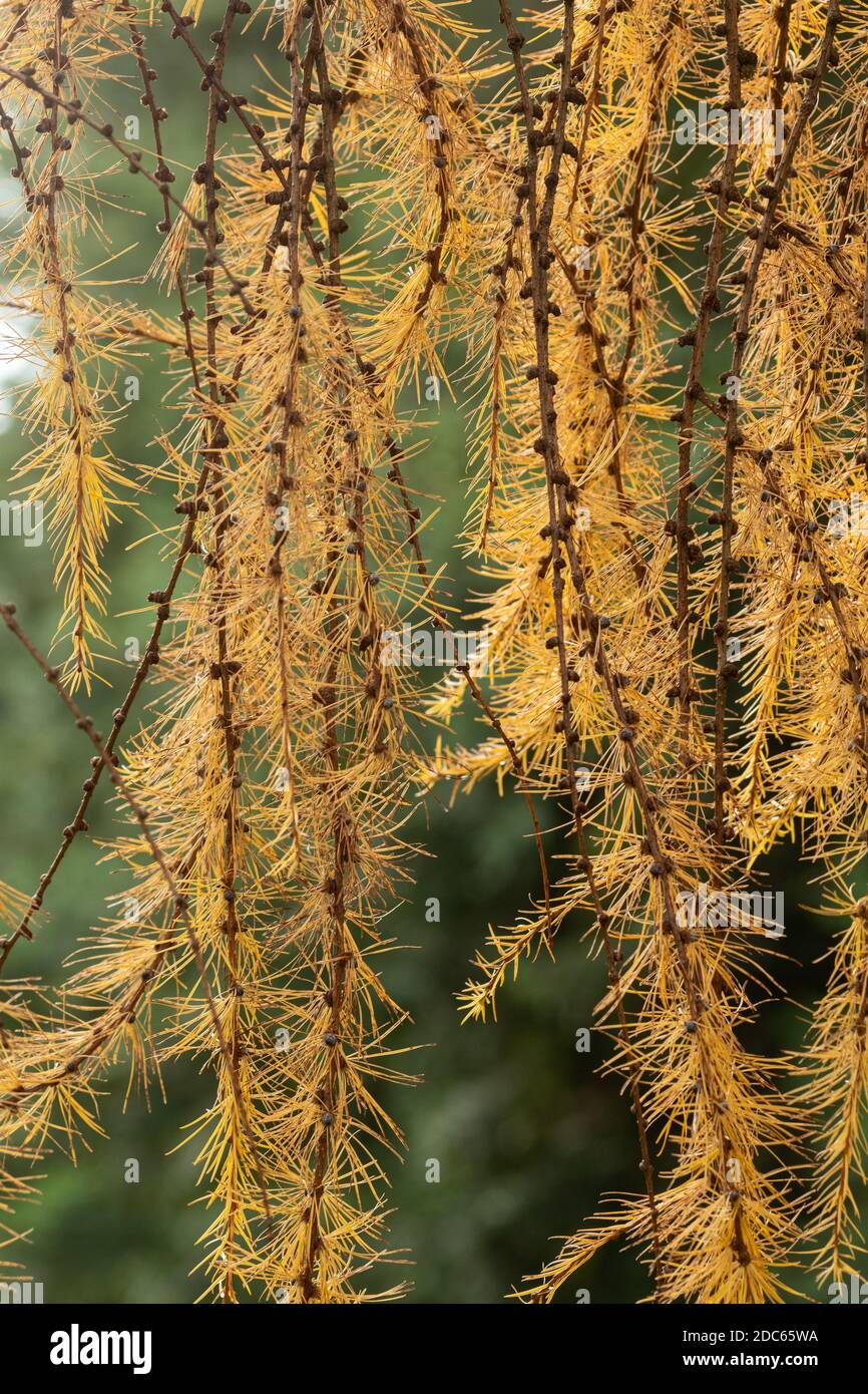 European larch (Larix decidua) tree during autumn, fall, November, showing needles turning yellow Stock Photo