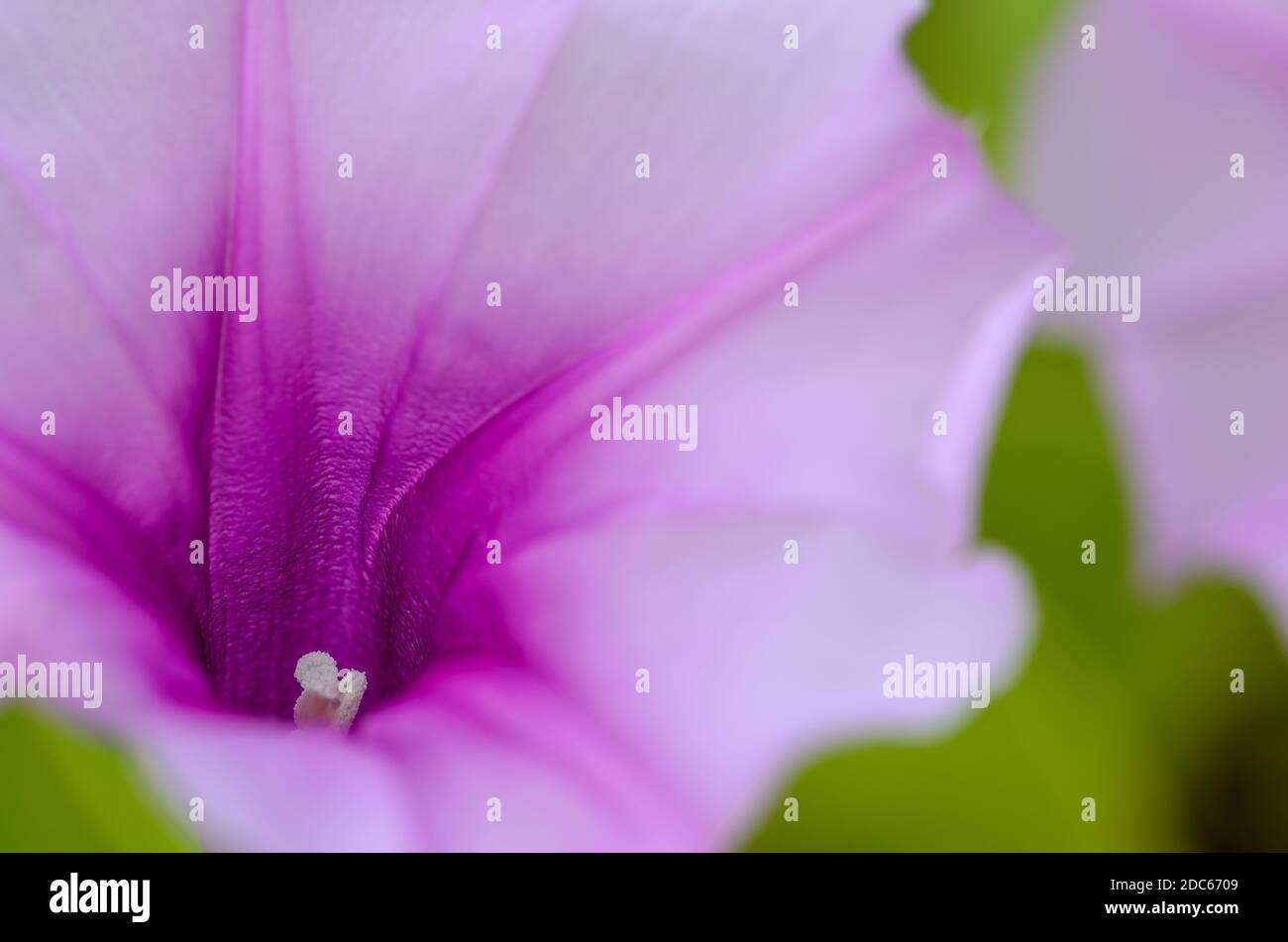 Macro shot of the stigma of purple beach moonflower (Ipomoea violacea) Stock Photo