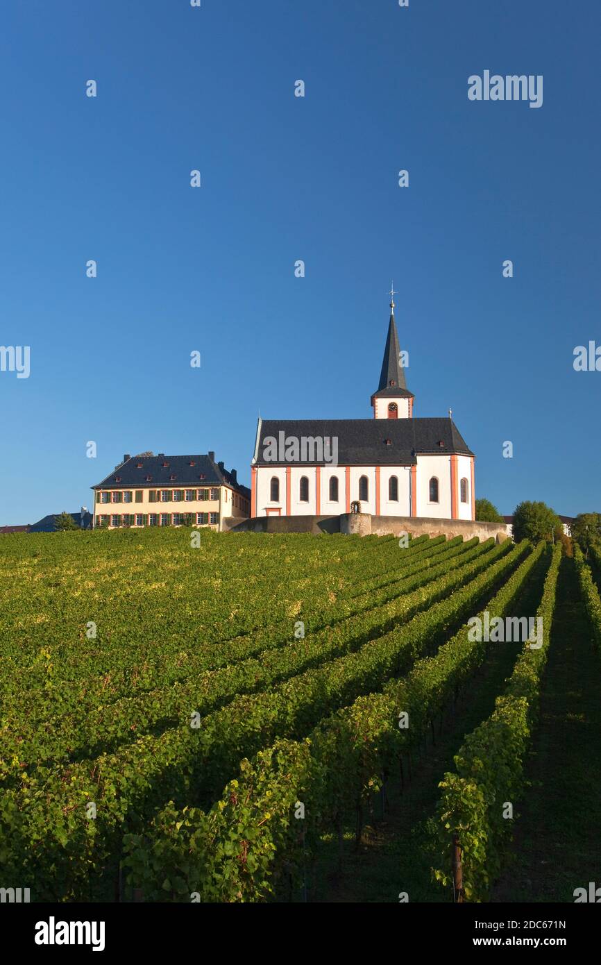 geography / travel, Germany, Hesse, Hochheim at Main, vineyard Hochheimer Domdechaney in front of chur, Additional-Rights-Clearance-Info-Not-Available Stock Photo