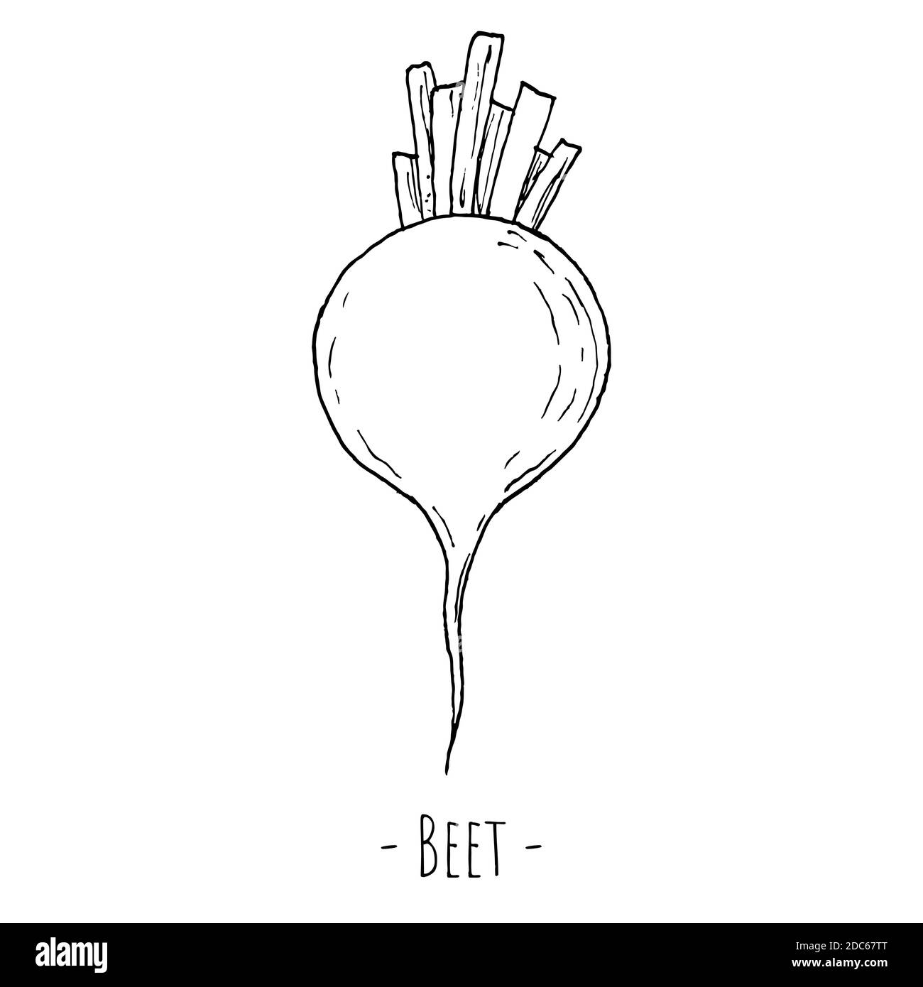 Beetroot. Vector illustration. Isolated on white. Hand-drawn style ...