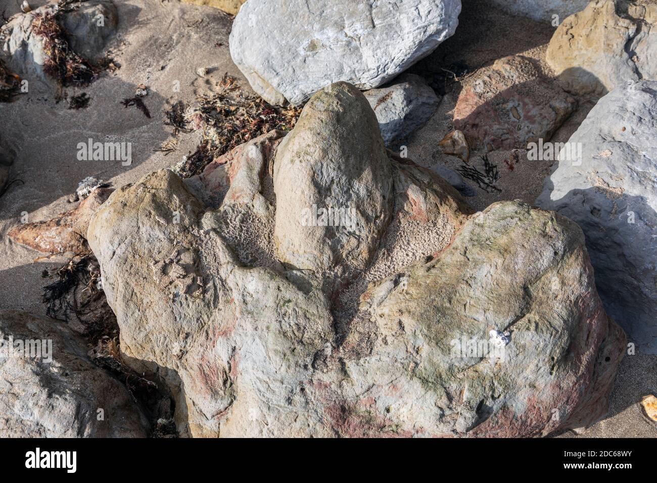 Fossilised dinosaur footprint at Compton Bay, Isle of Wight Stock Photo