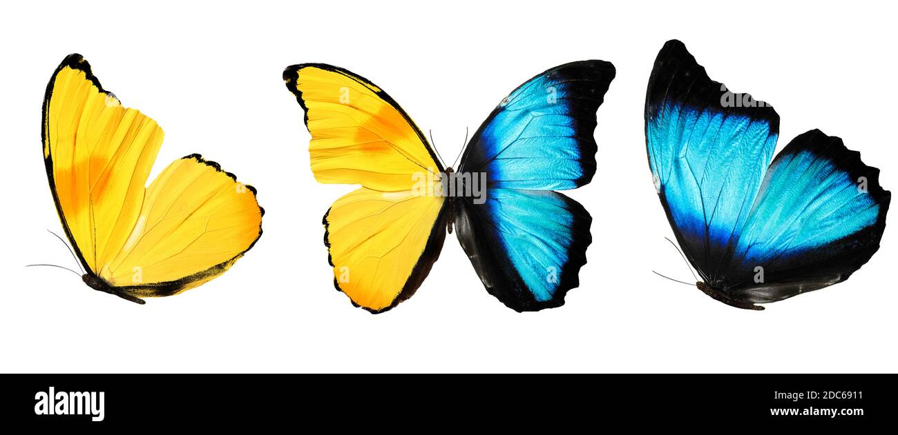 three butterflies with blue yellow wings isolated on white Stock Photo ...