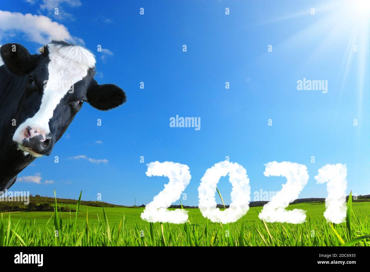 Merry Christmas and Happy New Year with cow, farm. Stock Photo