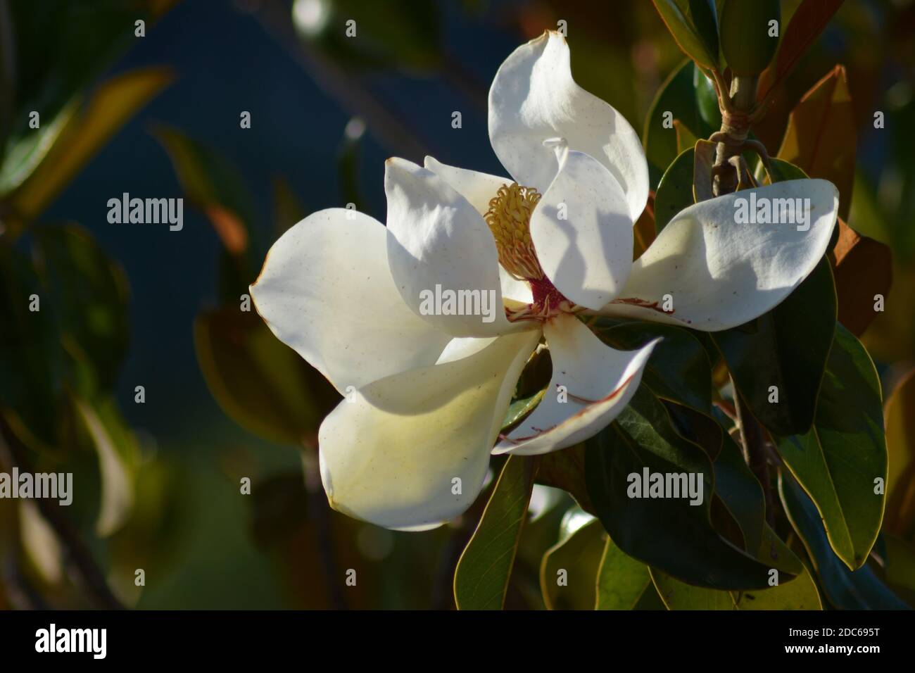 Beautiful white magnolia flower Stock Photo