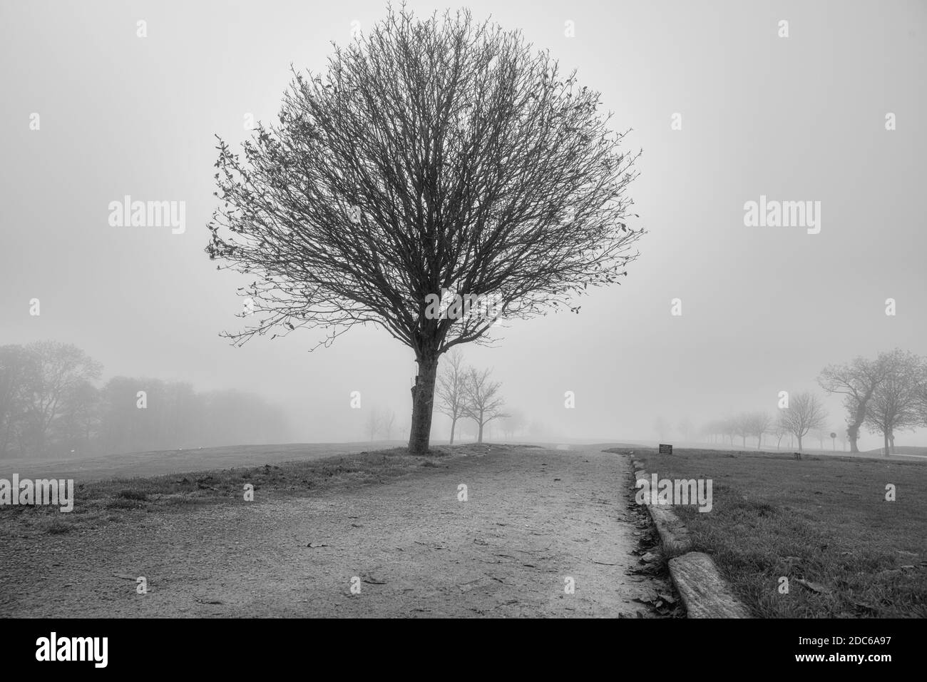 A willow tree in black and white with a misty background. Picture from Scania county, Sweden Stock Photo