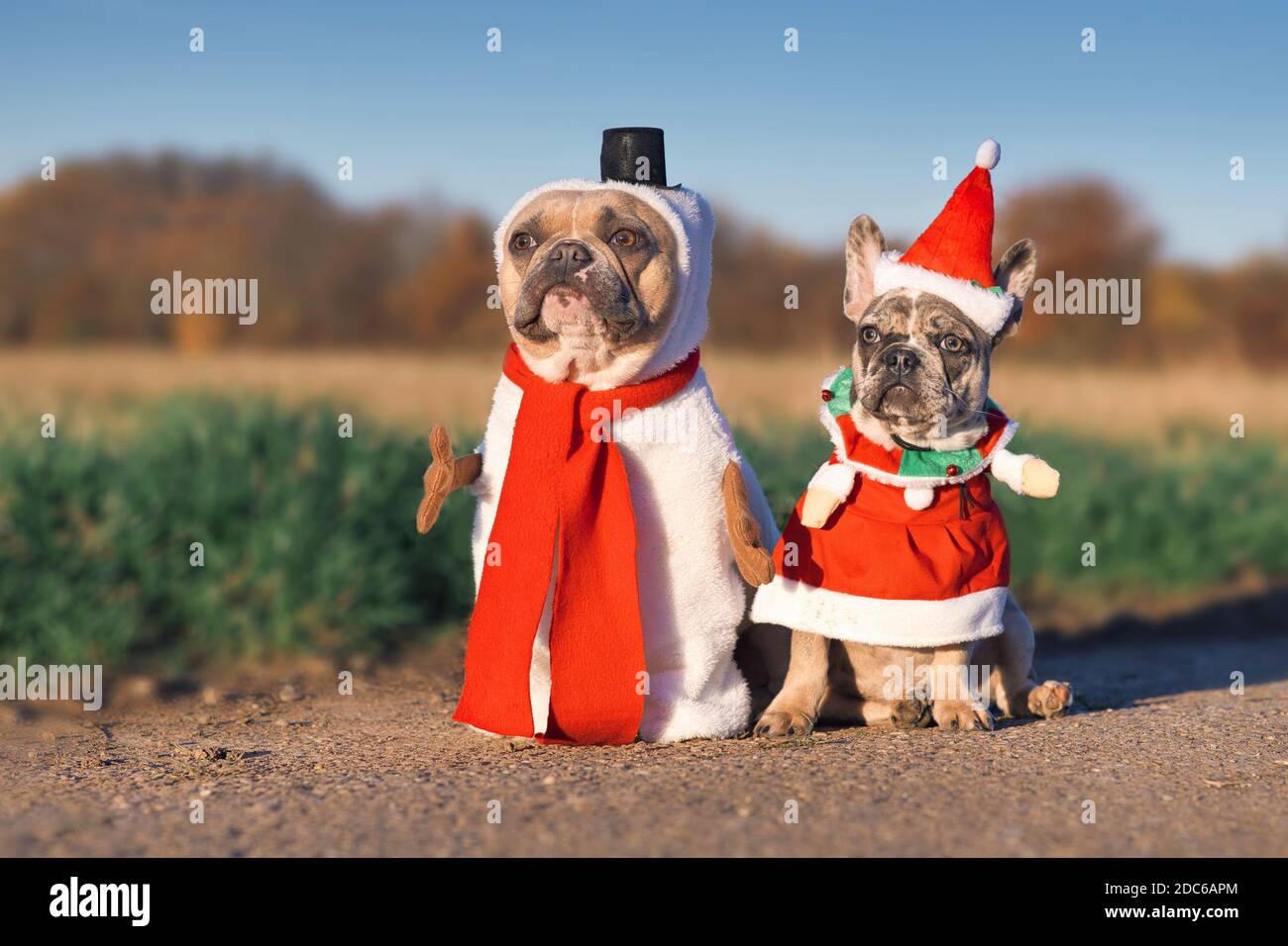 Dog in store santa suit