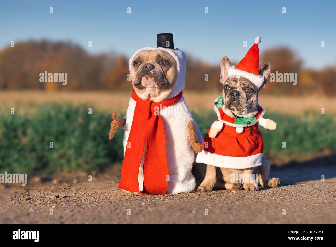 Pair of adult and puppy French Bulldog dogs dressed up with funny snowman and santa Christmas costumes Stock Photo