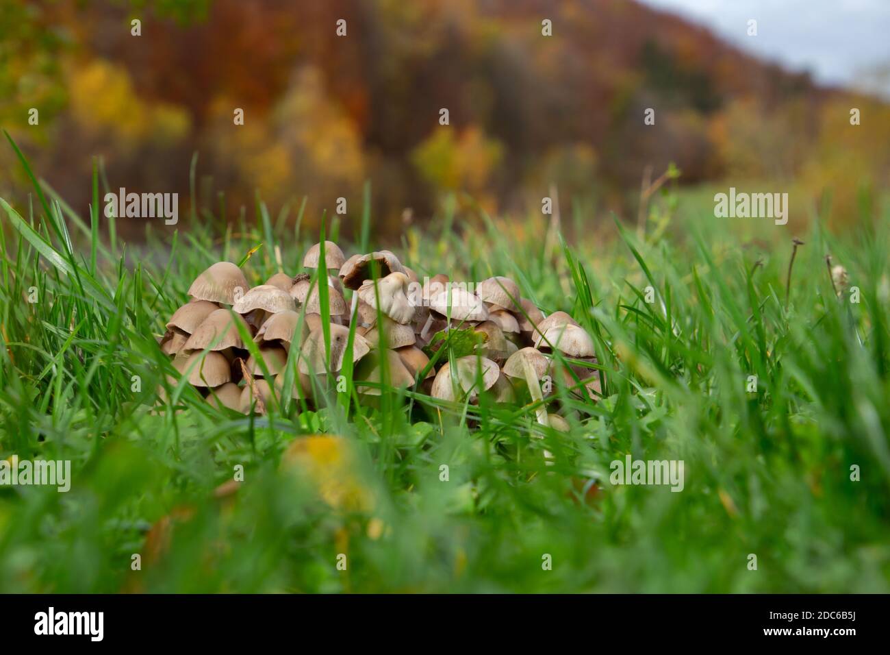 Close up of a group of many Mycena mushrooms growing in the grass Stock Photo