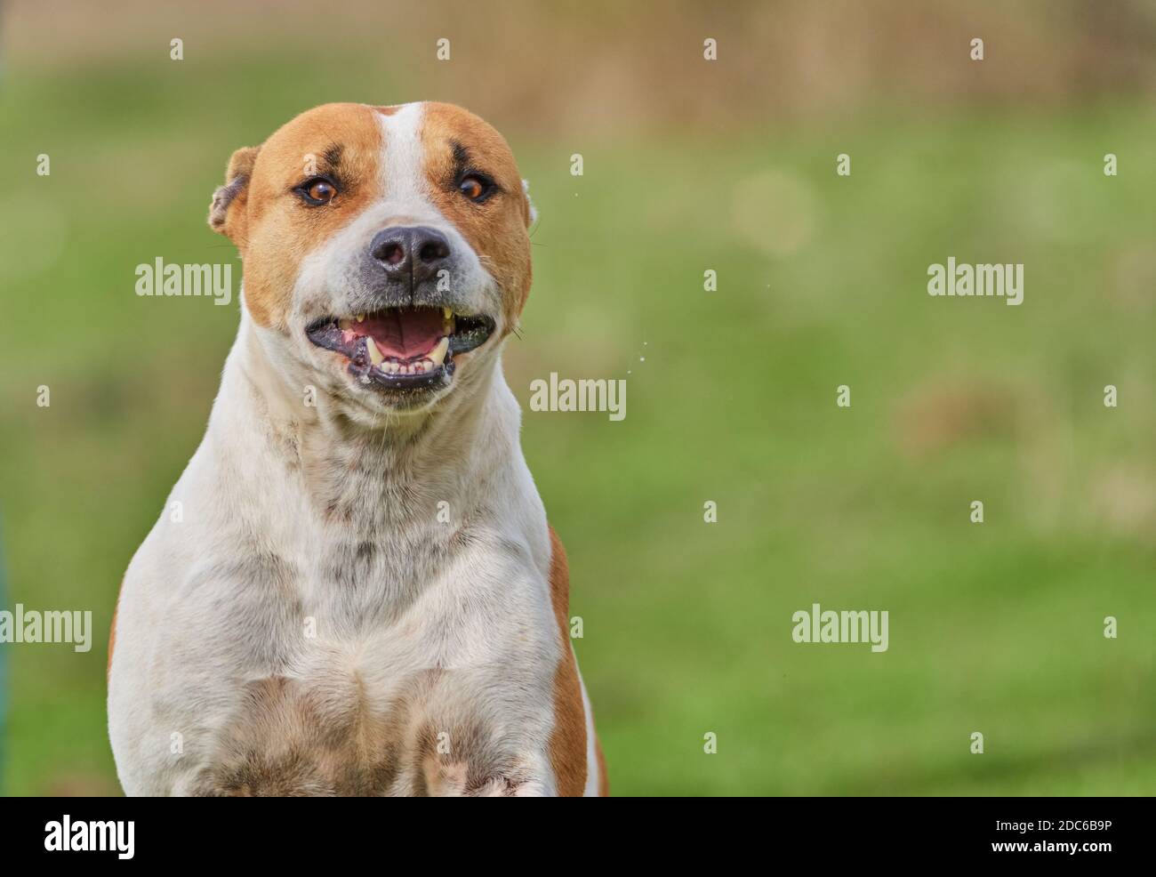 portrait of a purebred american pitbull terrier dog running across the field with his mouth open while playing and having fun. unfocused background. c Stock Photo