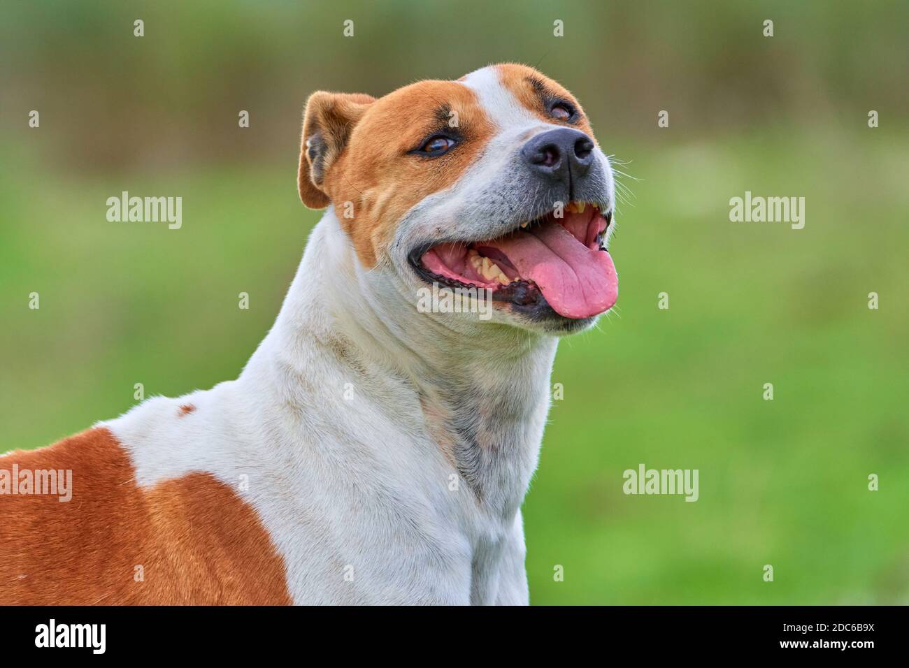 portrait of a purebred american pitbull terrier dog smiling with his tongue out while playing and having fun running around the field. copy space Stock Photo