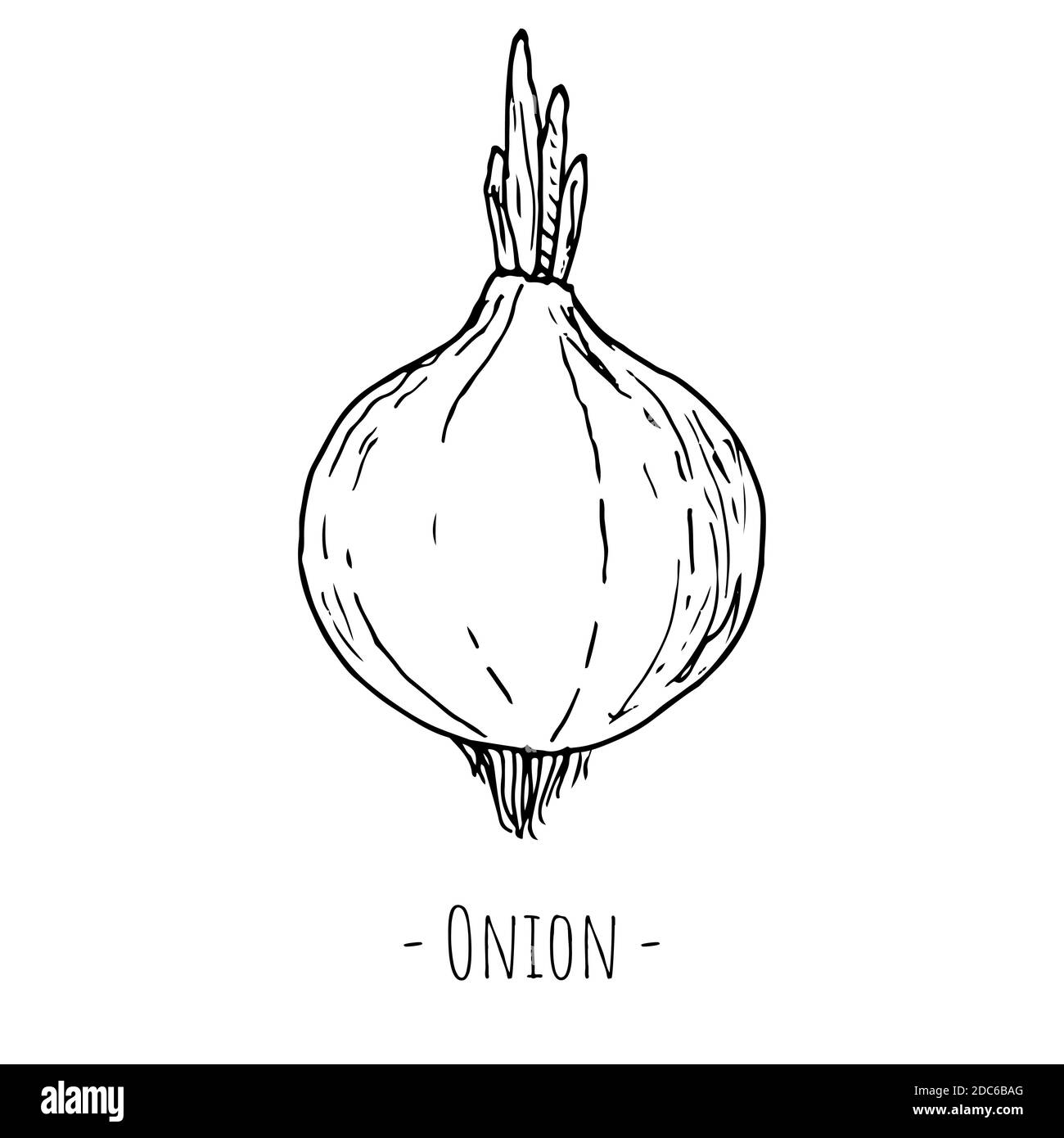 Onion. Vector illustration. Isolated on white. Hand-drawn style. Stock Vector