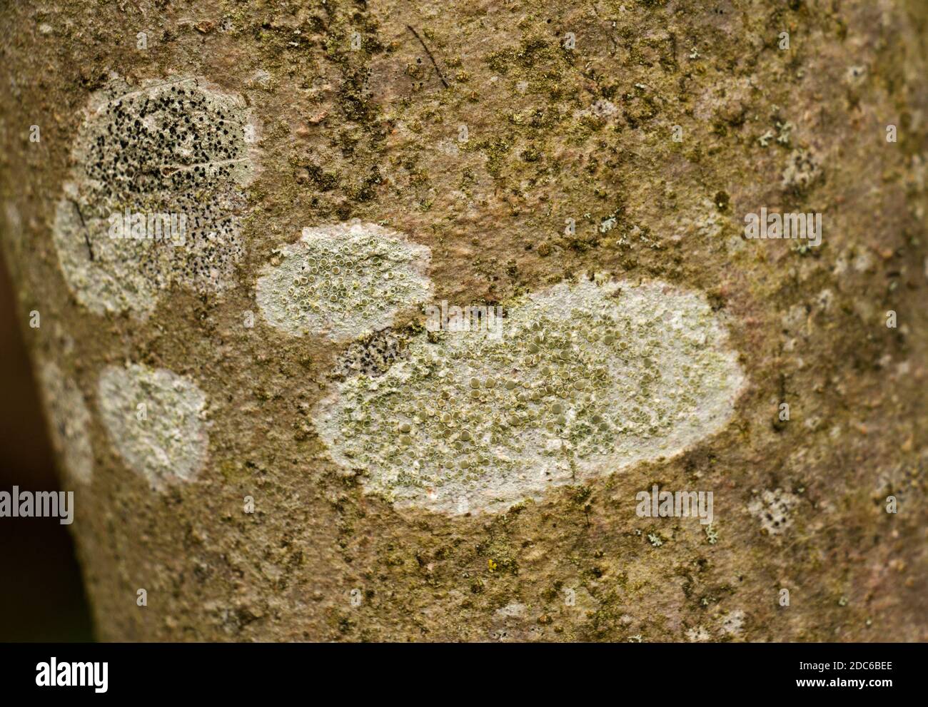 The grey and indistinct lichen, Lecanora dispersa is one of the commonest lichens in the family and in the UK. It grows on all surfaces Stock Photo