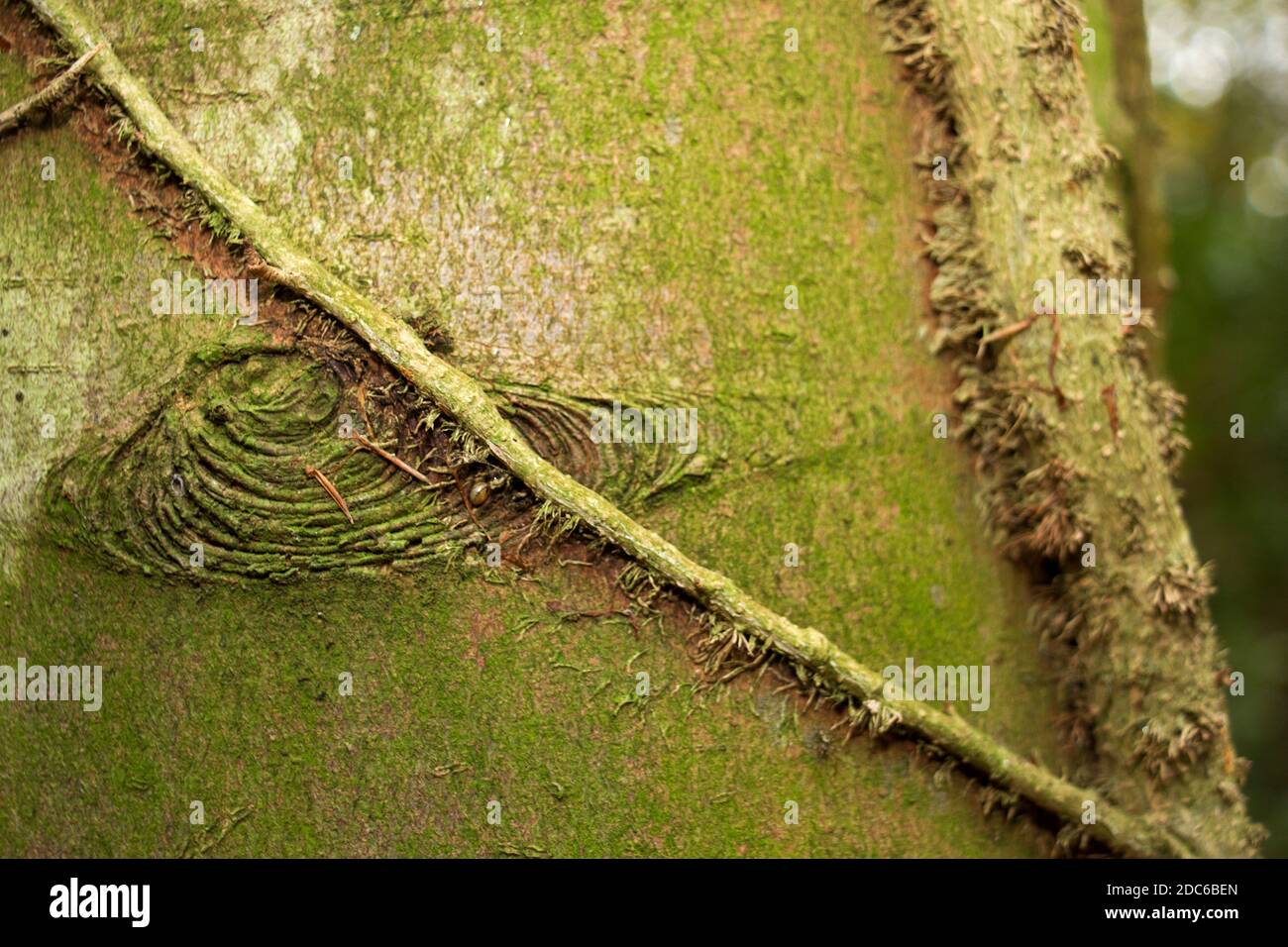 Climbing Plant Stem High Resolution Stock Photography and Images Alamy