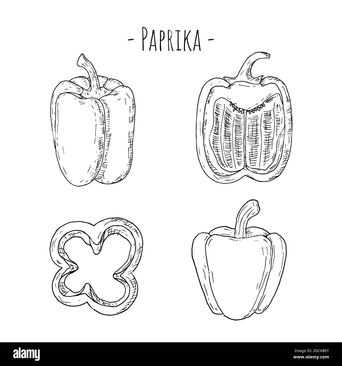 Paprika. Vector cartoon illustrations of bell pepper. Isolated on white