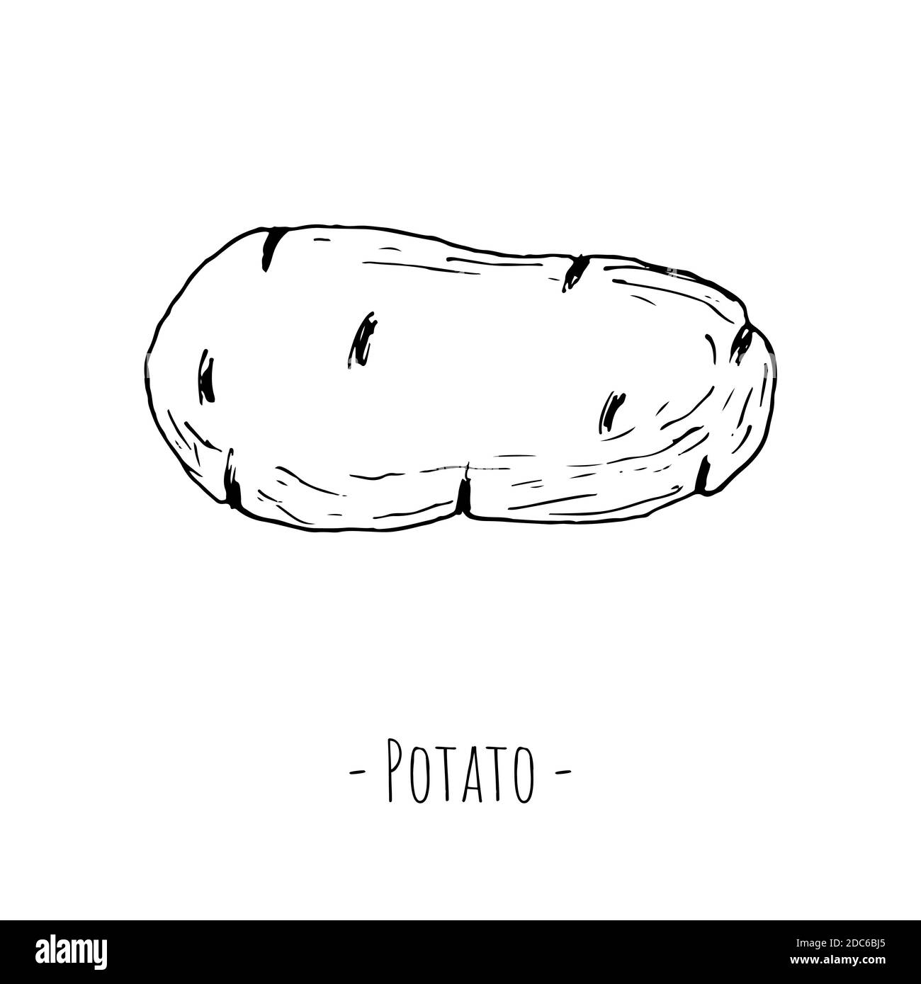 Potato. Isolated object on a white background. Vector illustration. Hand-drawn style. Stock Vector