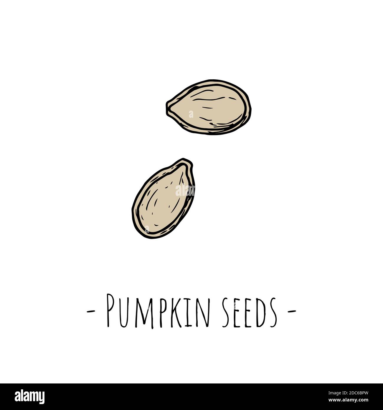 Pumpkin seeds. Isolated objects on a white background. Handdrawn style
