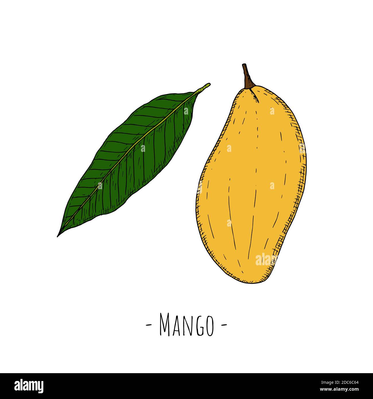 Whole mango and mango leaf. Vector cartoon illustrations. Isolated