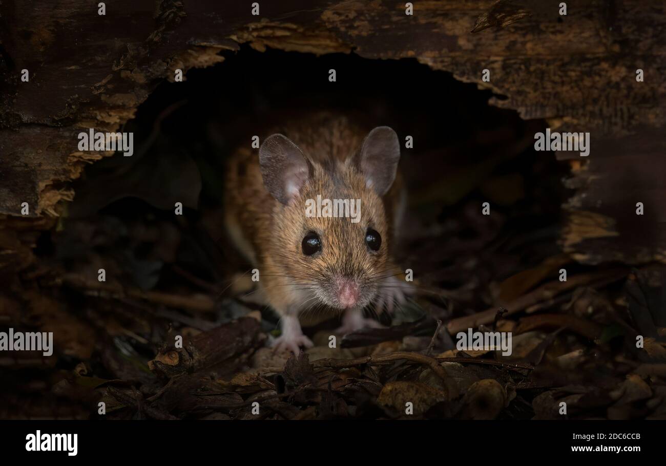 woodmouse emerging from her den Stock Photo