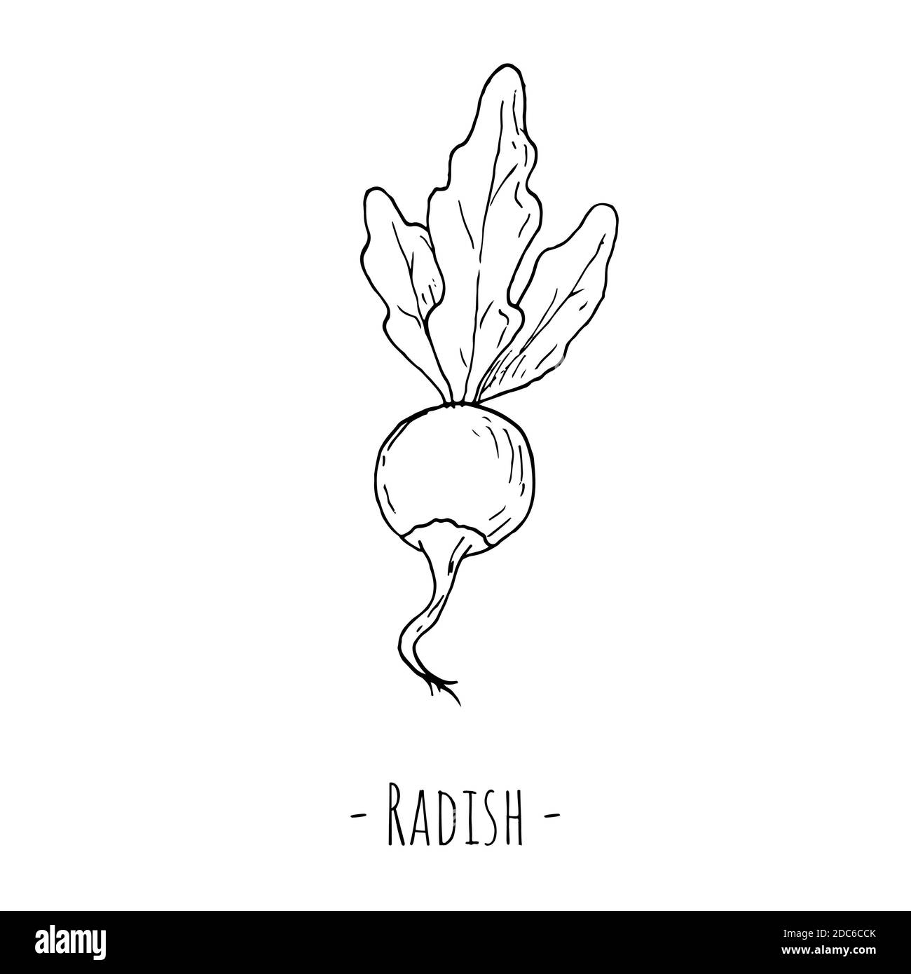 Turnip icon outline illustration turnip Cut Out Stock Images & Pictures