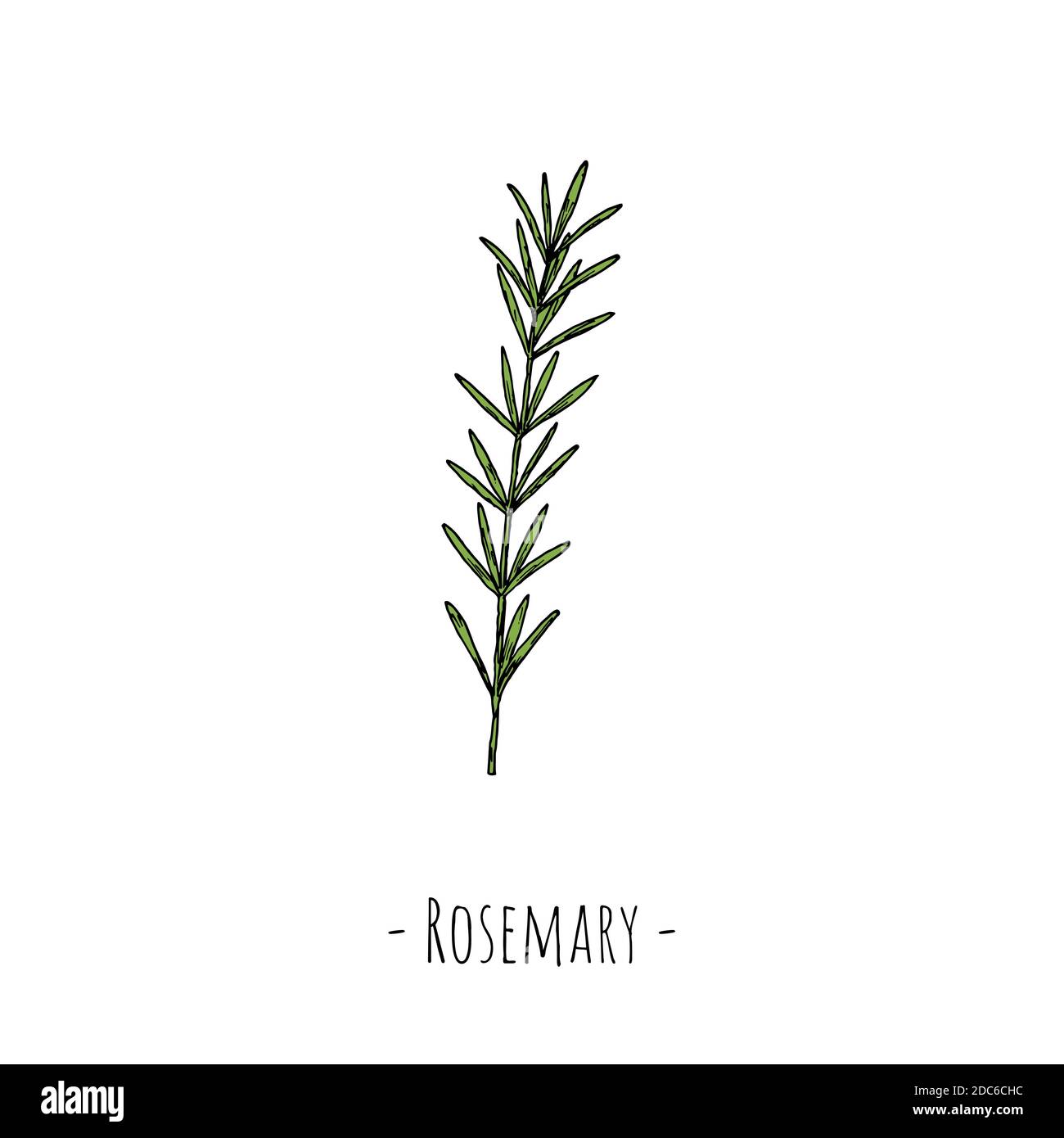 Rosemary. Vector cartoon illustration. Isolated object on a white