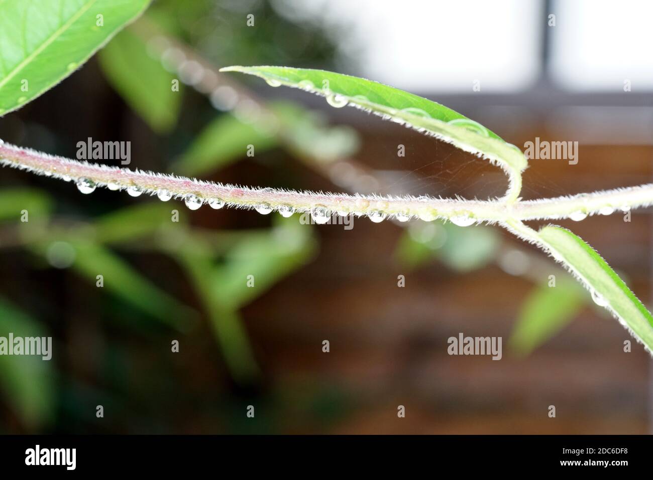 A closeup of water drops from the rain on a branch of the plant on a blurry background Stock Photo