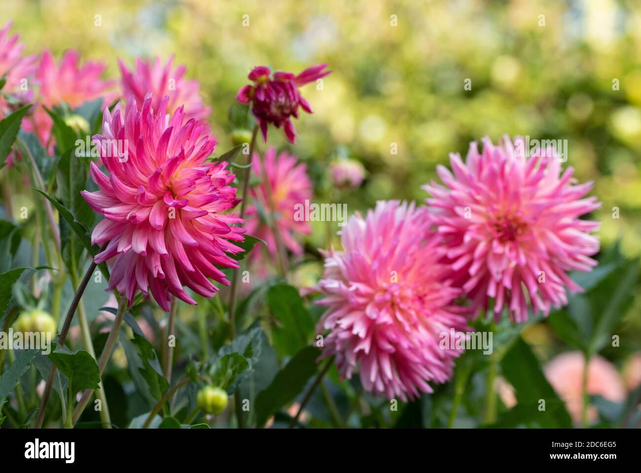 Beautiful dahlias hi-res stock photography and images - Alamy