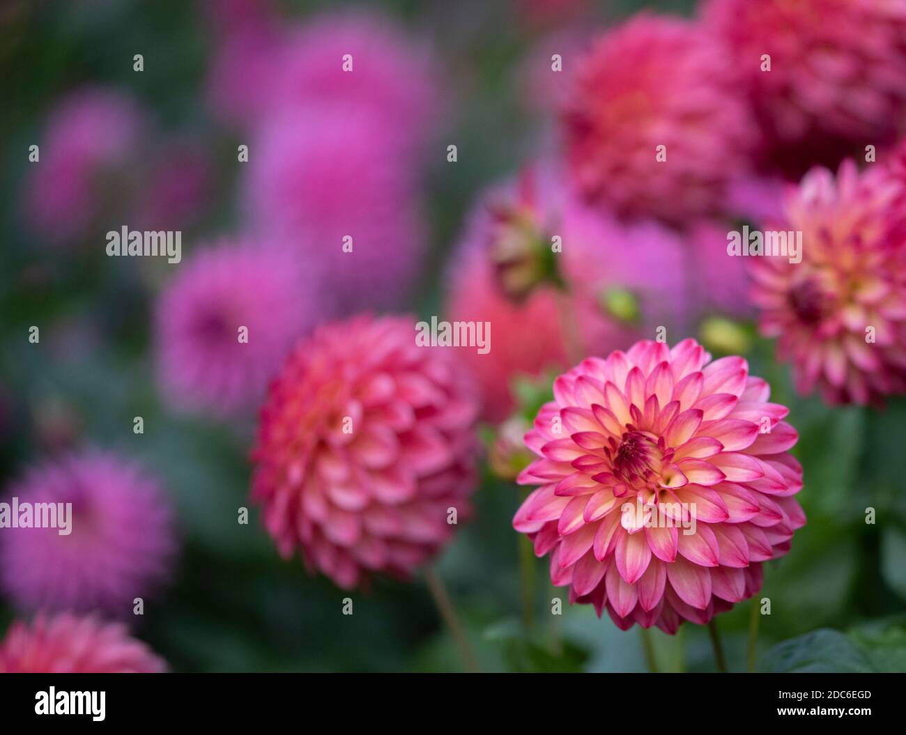 Beautiful dahlias hi-res stock photography and images - Alamy