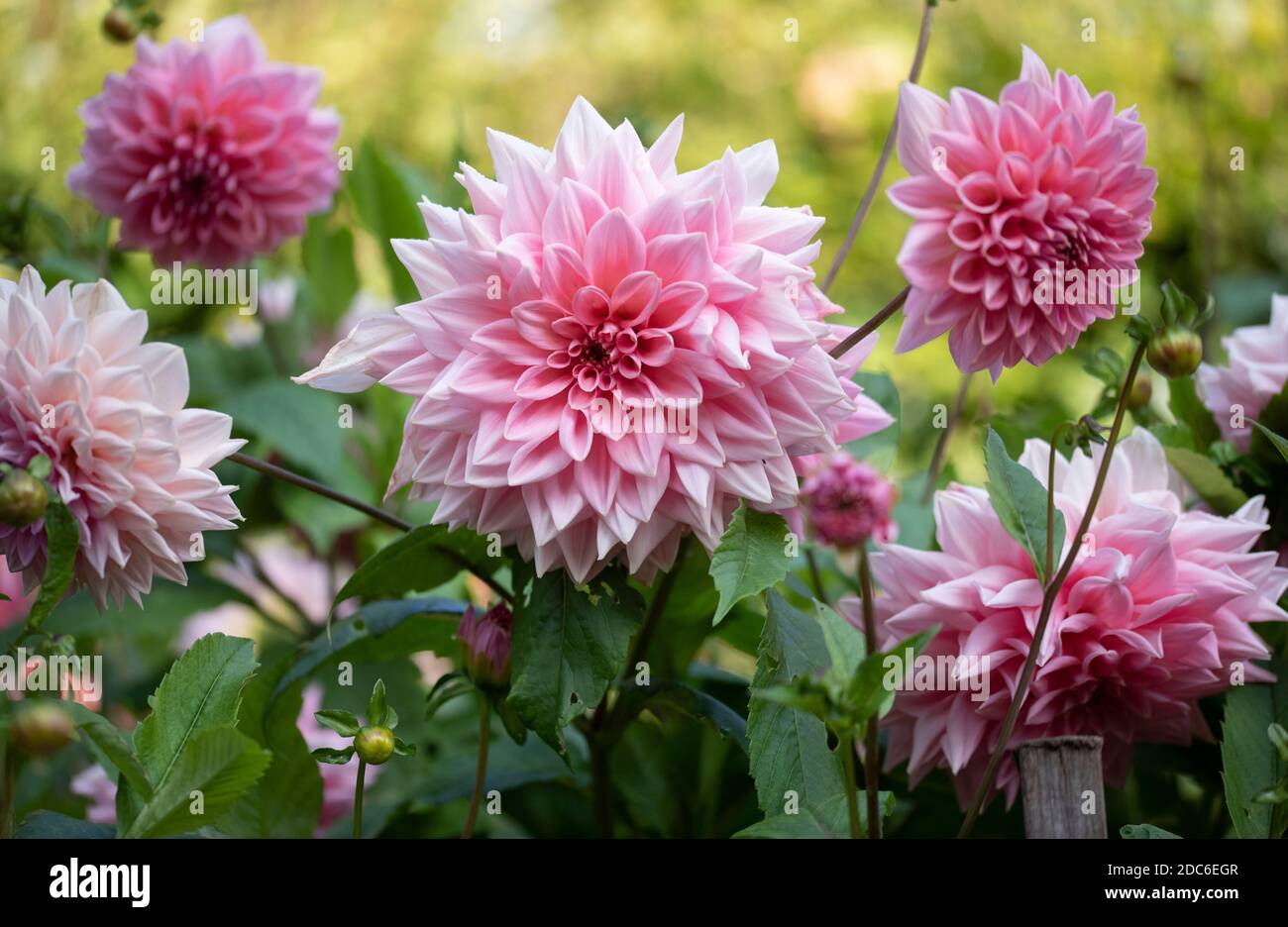 Beautiful dahlias hi-res stock photography and images - Alamy