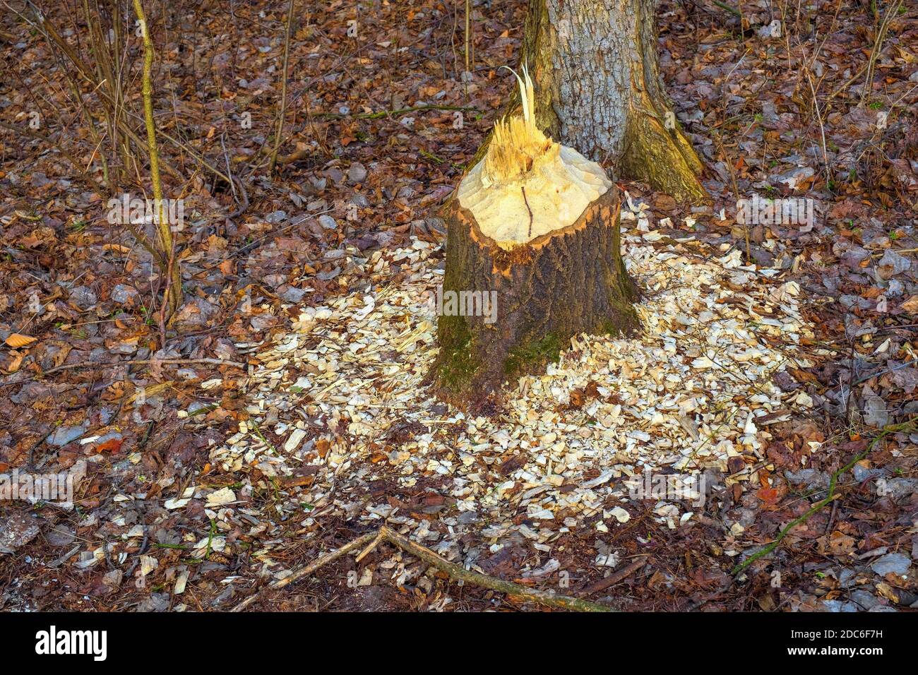 Tree trunks freshly undercut by Eurasian beavers - latin Castor fiber ...