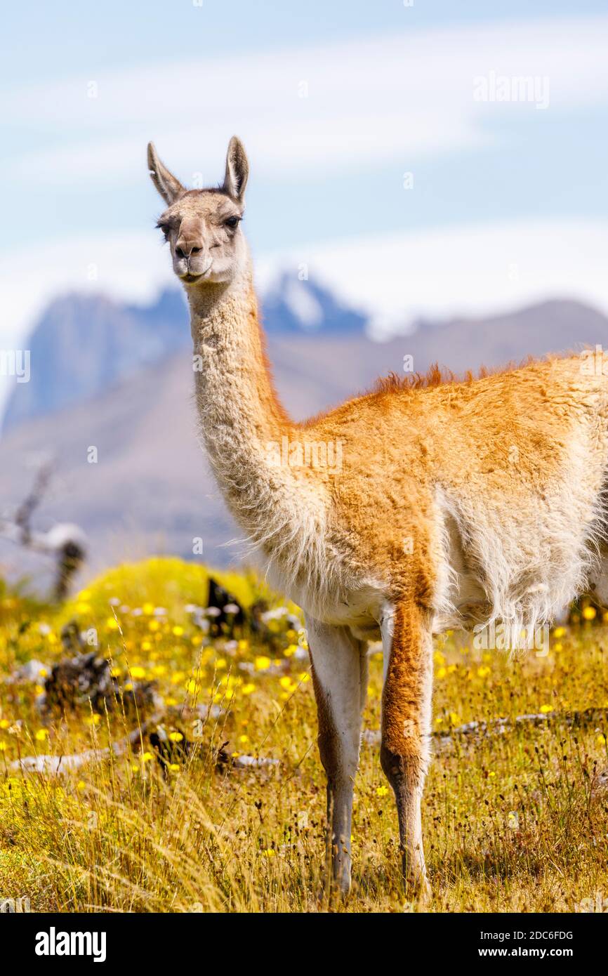 Guanaco (Lama guanicoe) by the Torres del Paine towers in Torres del Paine National Park, Ultima Esperanza, Patagonia, southern Chile Stock Photo