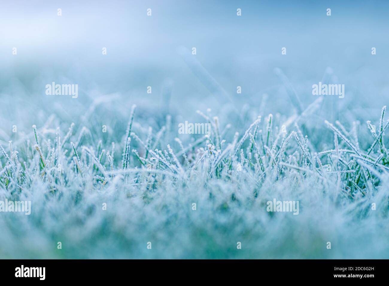 Frosty winter garden macro. Cold weather background concept. Frozen grass on the meadow with copy space. Stock Photo
