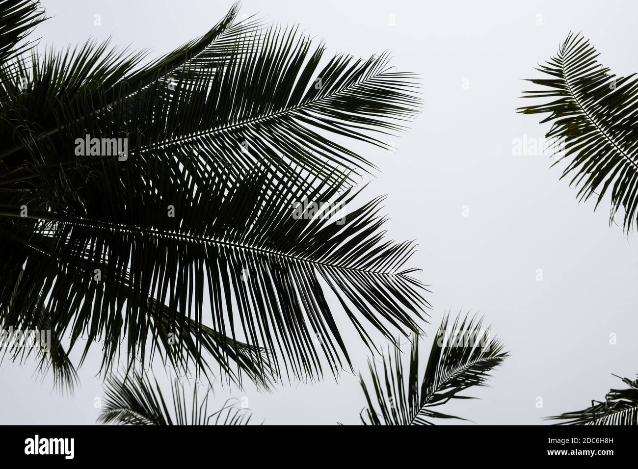 Beautiful dark palms leaf on white background Stock Photo