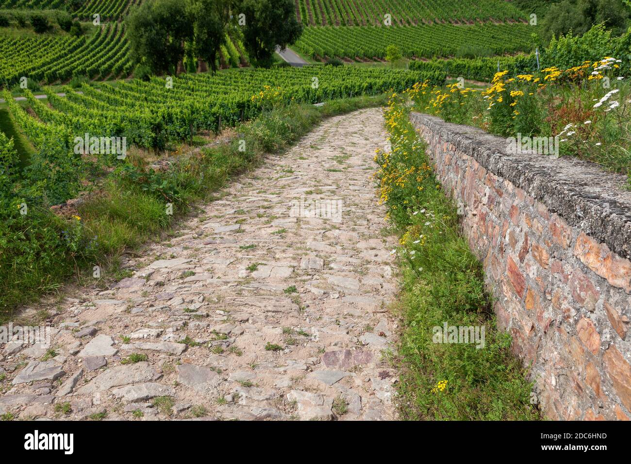 geography / travel, Germany, Hesse, Oestrich-Winkel, Rheingau Riesling trail define the vineyard in Oe, Additional-Rights-Clearance-Info-Not-Available Stock Photo