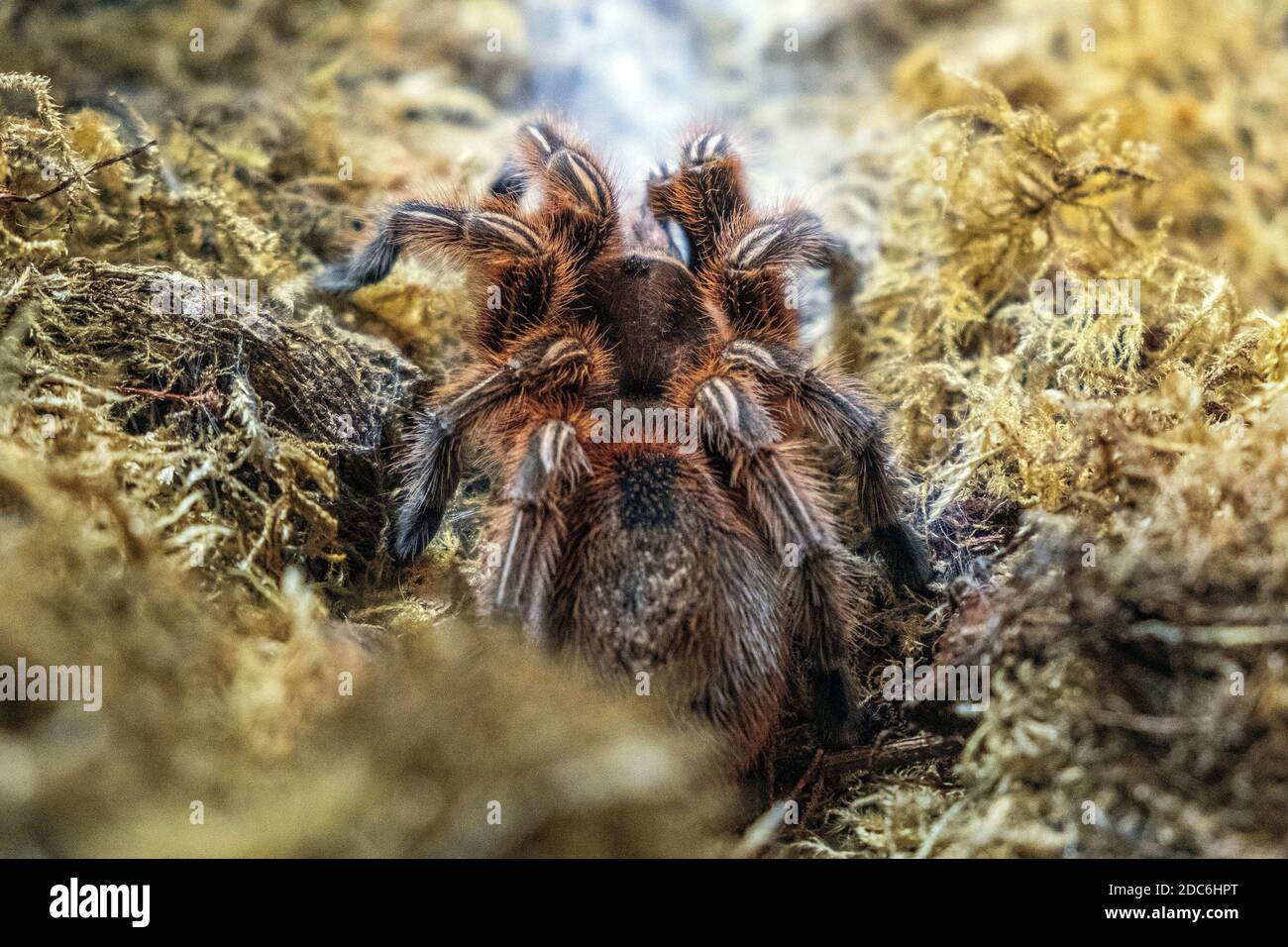 Single Chilean Rose Tarantula spider - latin Gramostola rosea - known