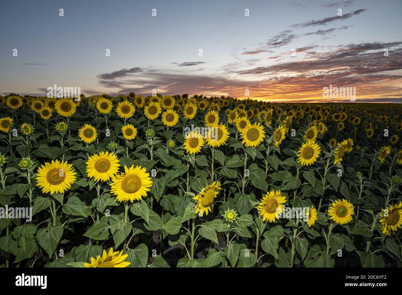 A beautiful shot of bright colored sunflowers in the field under the ...