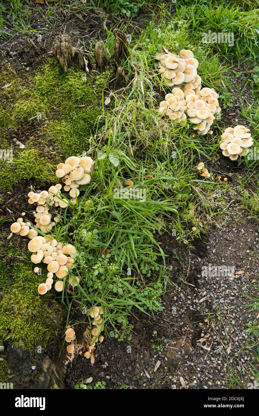 Sulphur Tuft growing on a dead tree stump Stock Photo