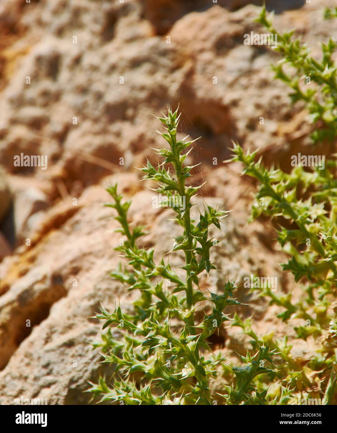 Salsola kali, Kali turgidum,  commonly known as prickly saltwort or prickly glasswort, is an annual plant that grows in salty sandy coastal soils. Stock Photo