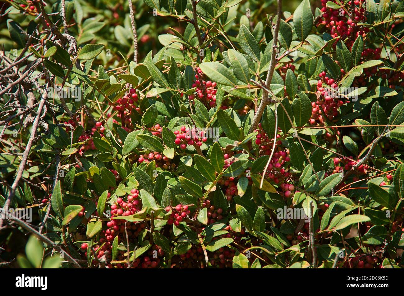 Pistacia atlantica species of pistachio tree known by the English