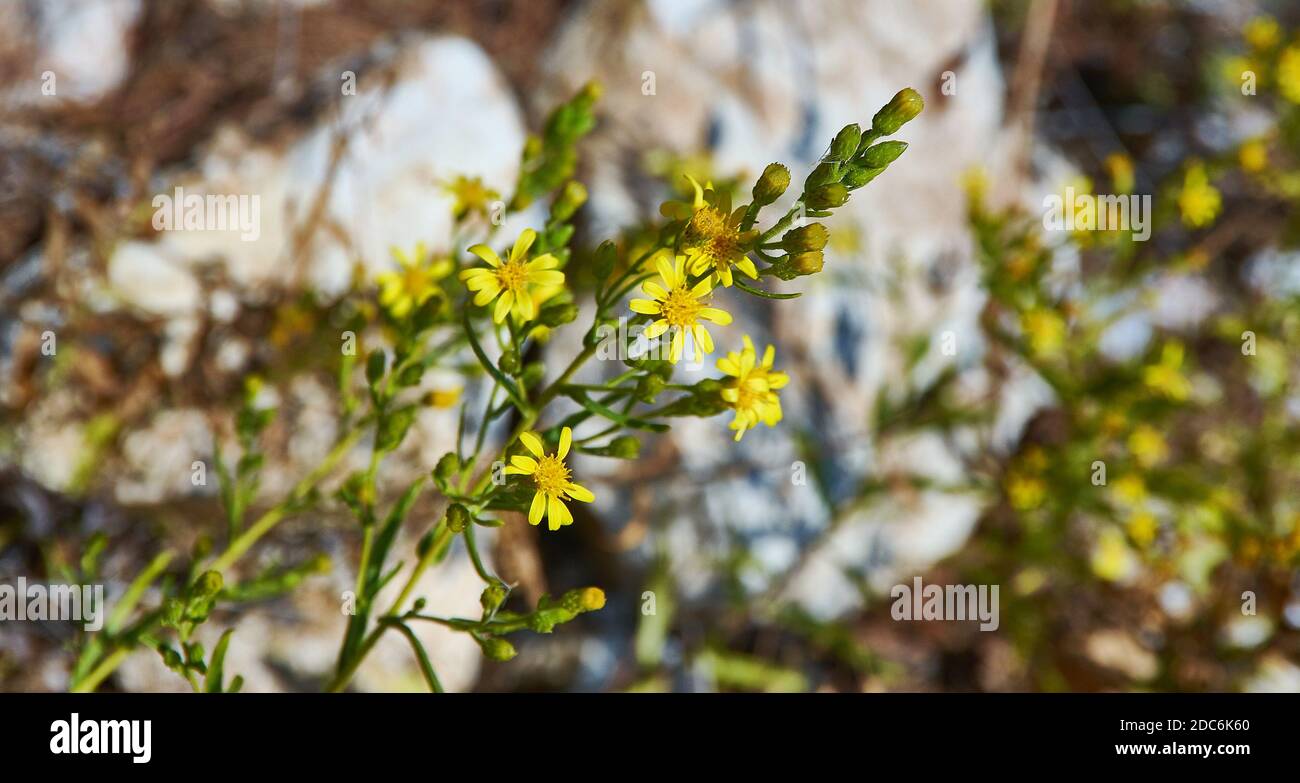 Dittrichia viscosa - also known as false yellowhead, woody fleabane, sticky fleabane and yellow fleabane Stock Photo