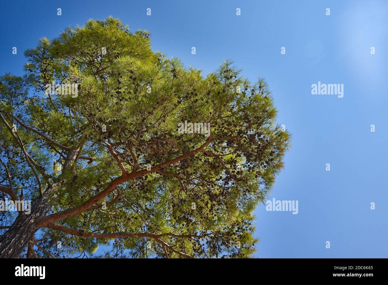 Pinus brutia, Turkish pine  pine native to the eastern Mediterranean region Stock Photo