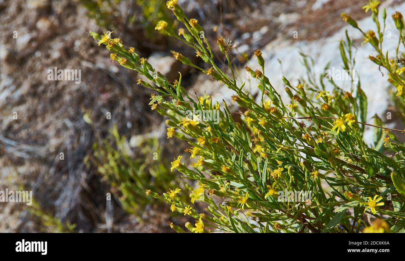 Dittrichia viscosa - also known as false yellowhead, woody fleabane, sticky fleabane and yellow fleabane Stock Photo