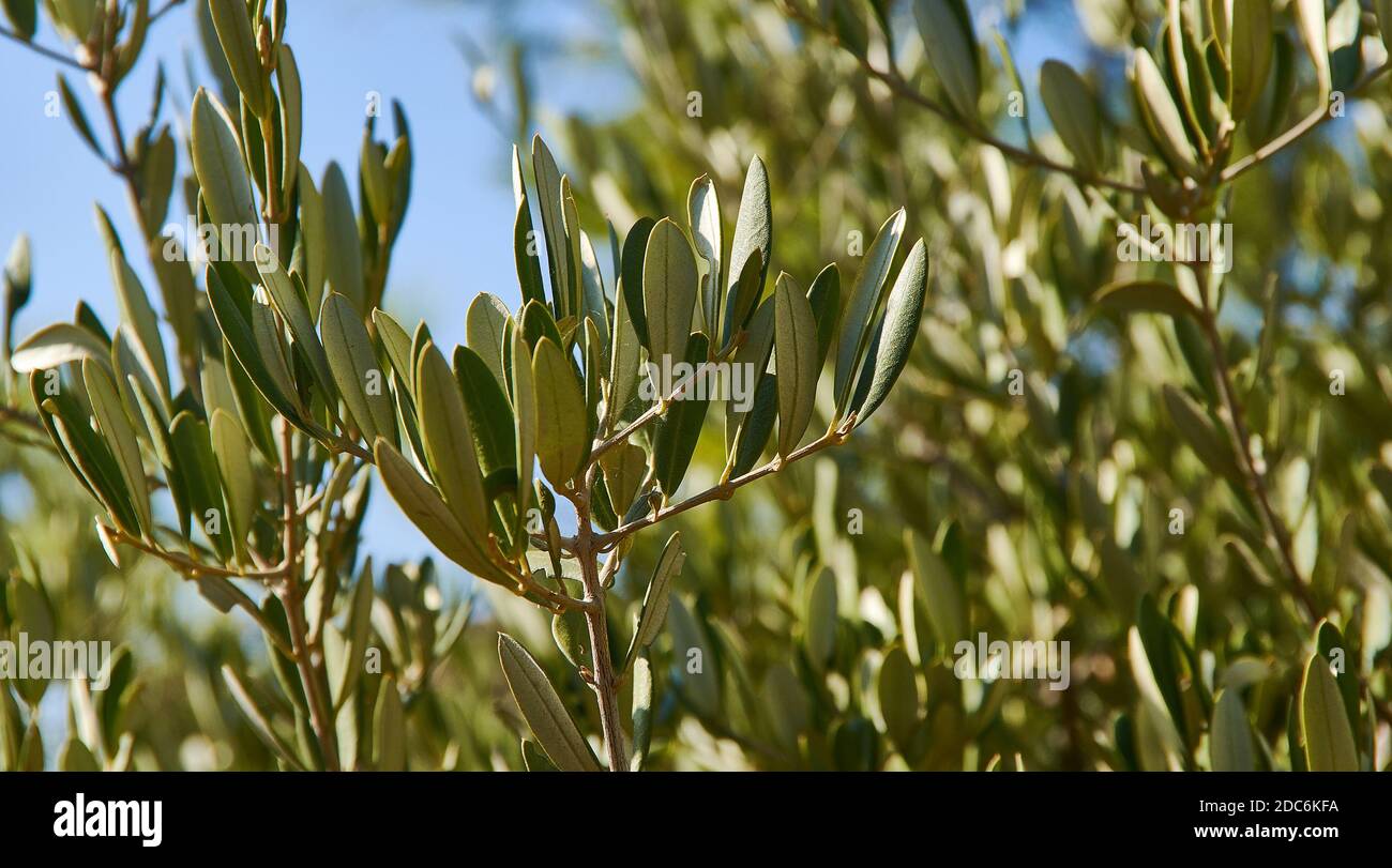Laurus nobilis - aromatic evergreen tree or large shrub with green, glabrous smooth leaves, in the flowering plant family Lauraceae Stock Photo