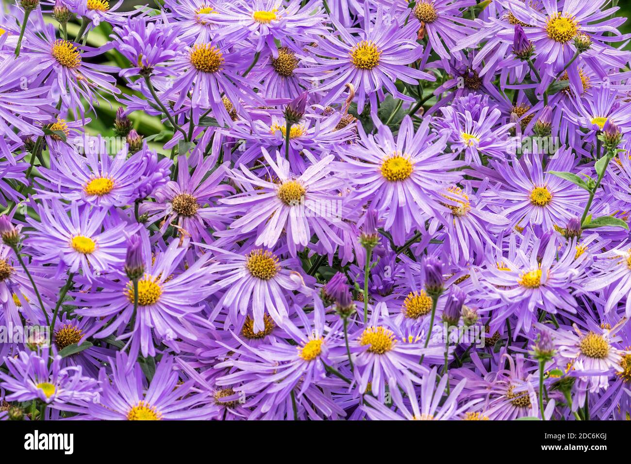 aster-x-frikartii-monch-a-lavender-blue-herbaceous-perennial-summer